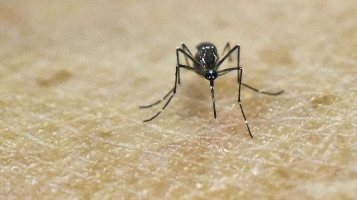 Deadly mosquito-borne virus spreads to Ohio; 3 horses dead, no human cases