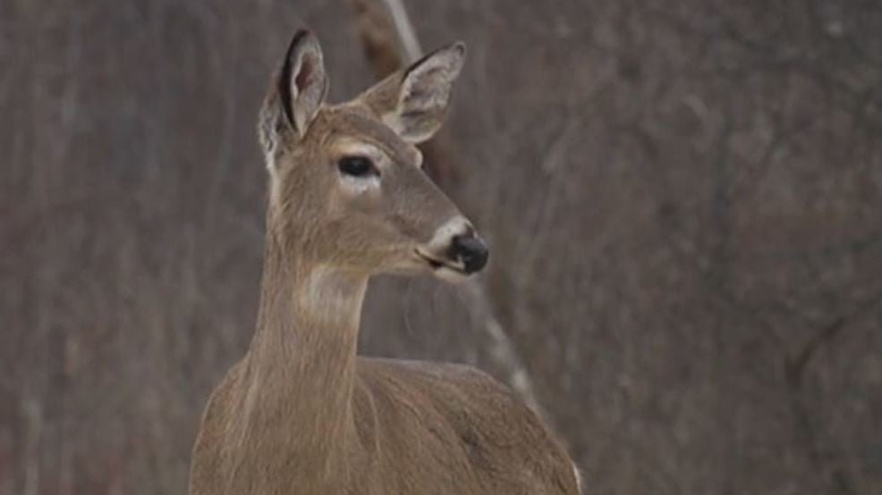 Hunters question if whitetail deer safe to eat with EEE outbreak