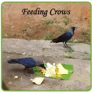 feedingcrow1
