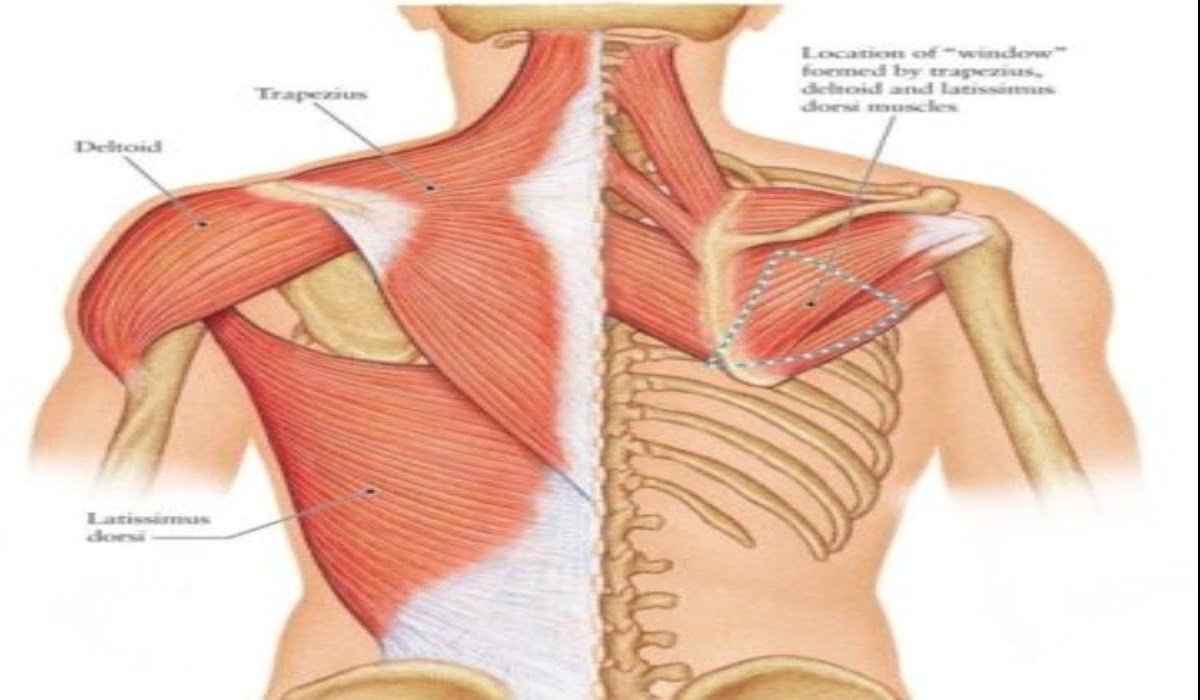 Where In The Human Body Can Find The Deltoid Muscles