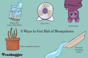 Three Easy Ways To Get Rid Of Mosquitoes Wplocker