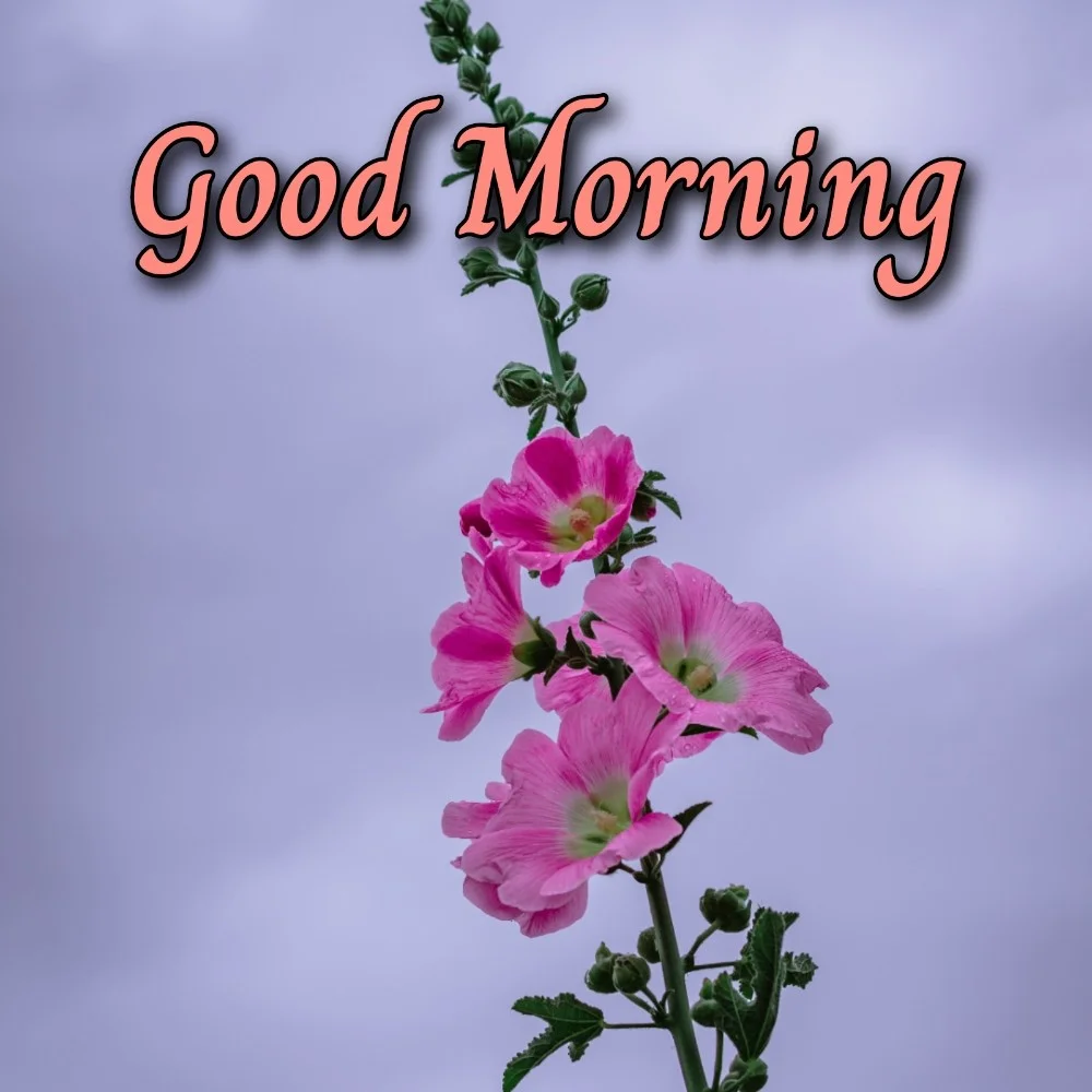 Good Morning Images New 2022