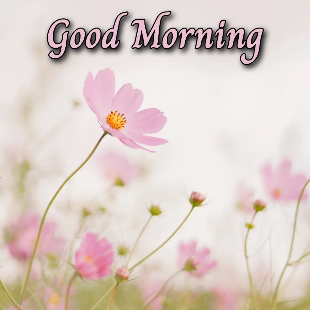 Good Morning Images New 2022