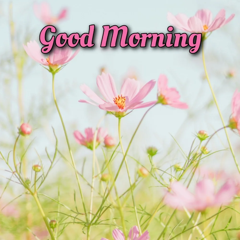 Good Morning Images New 2022