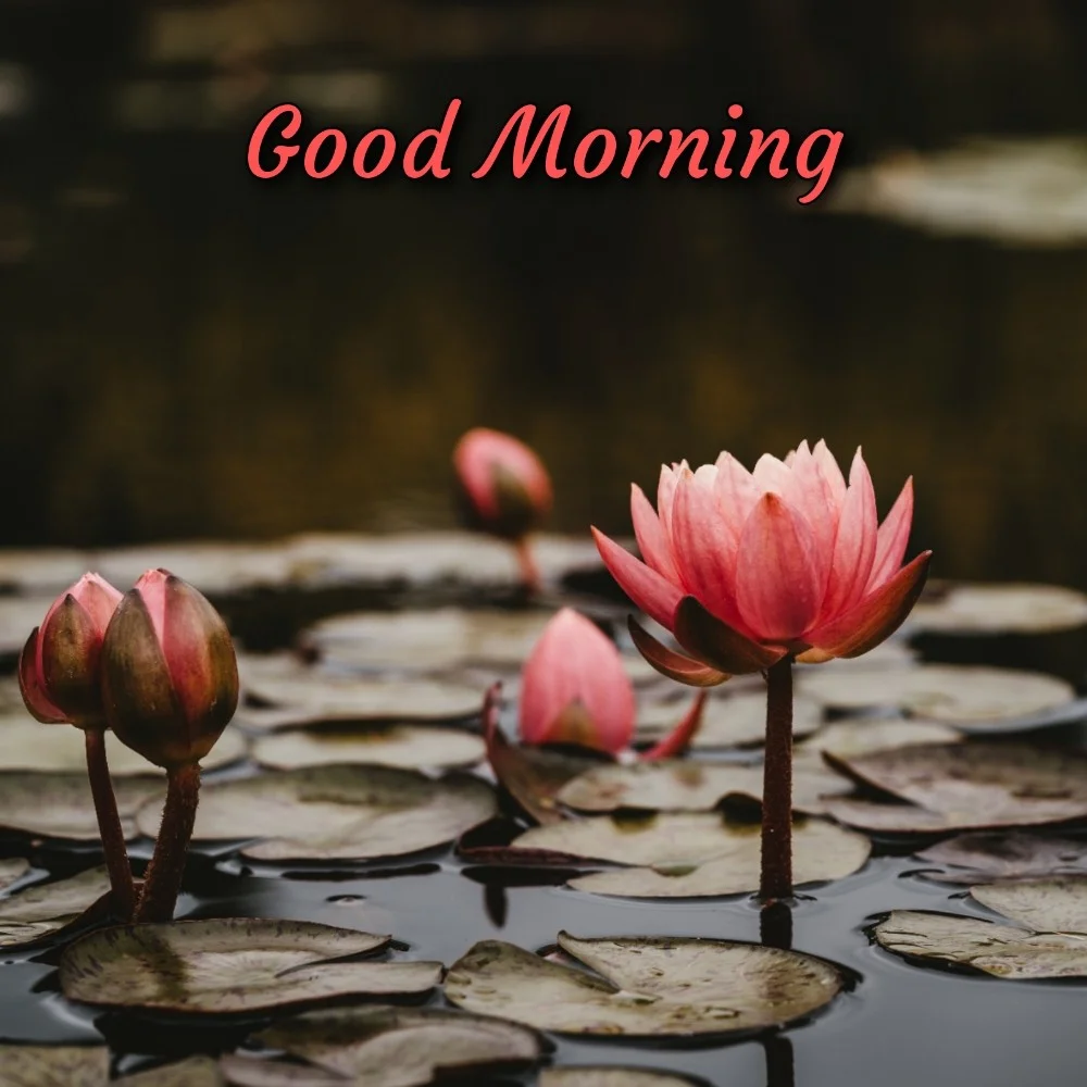 Good Morning Images New 2022