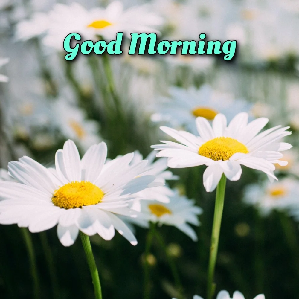 Good Morning Images New 2022