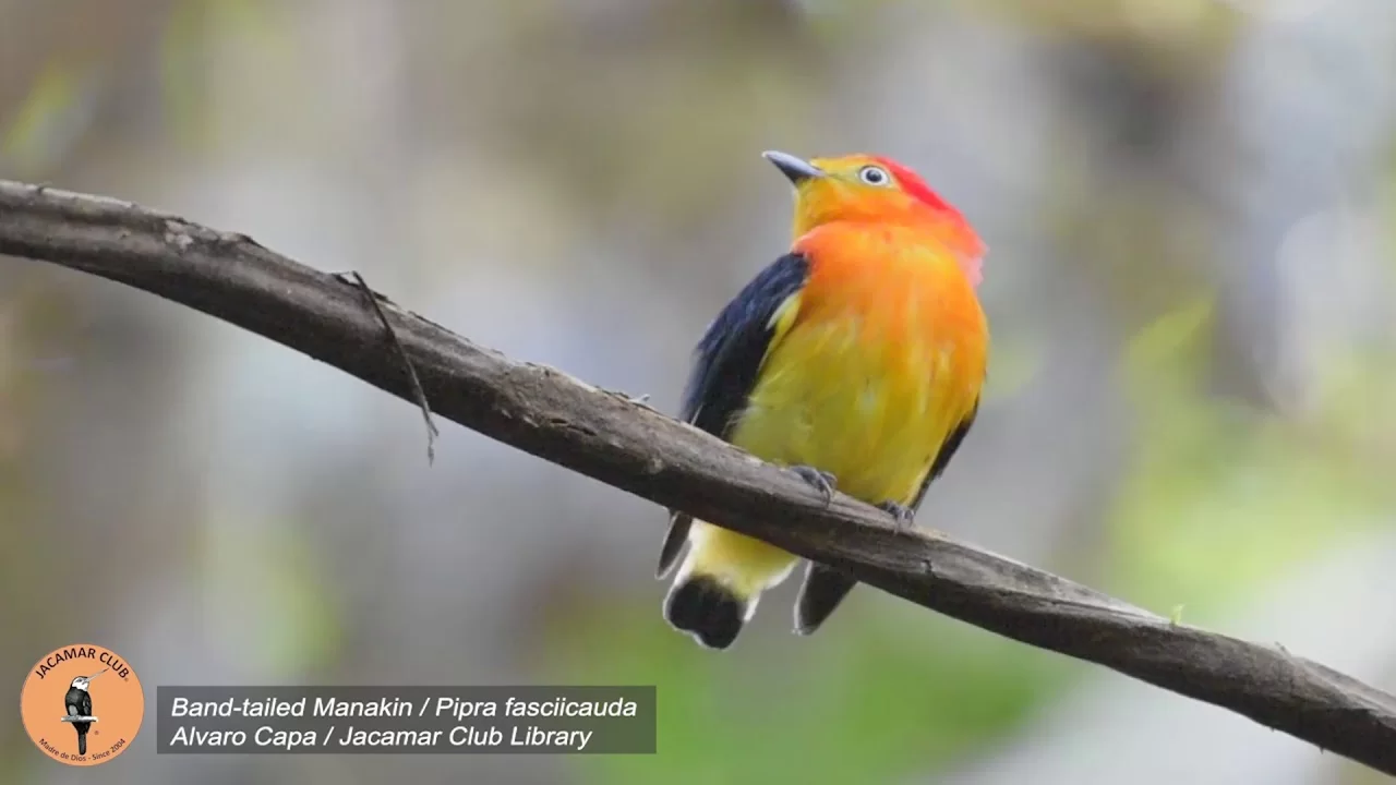 Which Giant Bird is Native to The Amazon River Basin And Tambopata National Reserve?