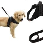 Understanding The Role Of Reflective Dog Harness For Dog Safety