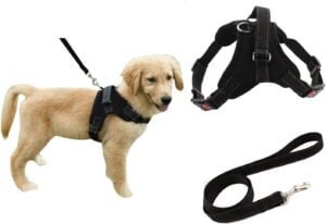 Harness For Dog Safety